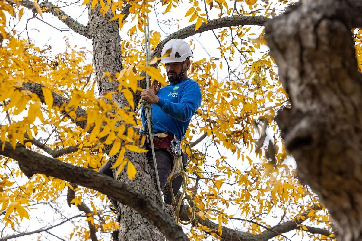 Skilled Tree Planing crew working in Newton